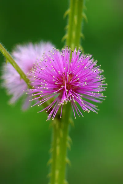 Flores de Mimosa — Foto de Stock