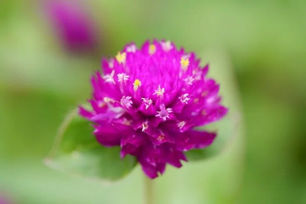 Globe Amaranth, Bachelor knop bloem — Stockfoto
