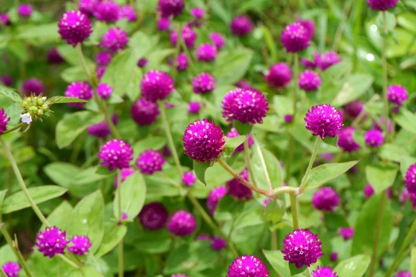 Globe Amaranth, Bachelor Button flower — Stock Photo, Image