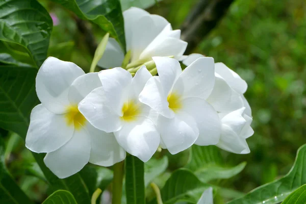 Fleurs frangipani blanches — Photo