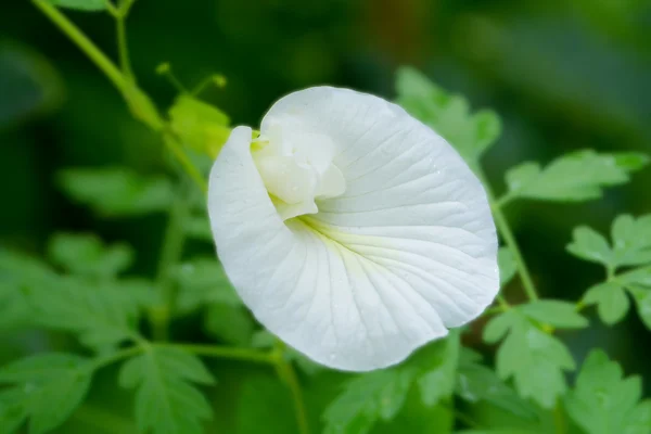 Květ bílý butterfly pea. — Stock fotografie