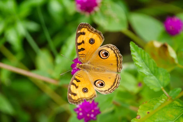 Farfalla sul globo Amaranto Fiore — Foto Stock