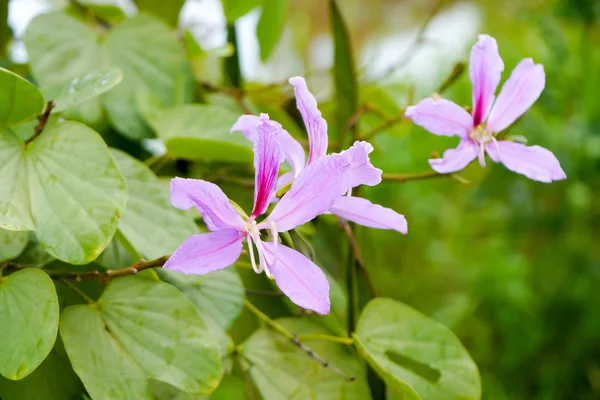 Paarse Orchid Tree — Stockfoto