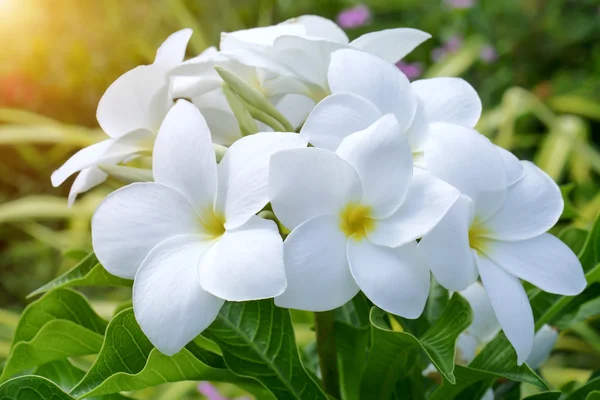 White frangipani flowers — Stock Photo, Image
