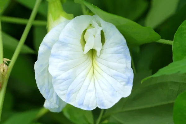 Vit fjäril ärt blomma. — Stockfoto