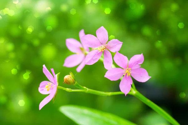 Talinum paniculatum gaetn — Stock Photo, Image