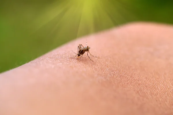 Kan emen bir sivrisineğin yakın çekimi. — Stok fotoğraf