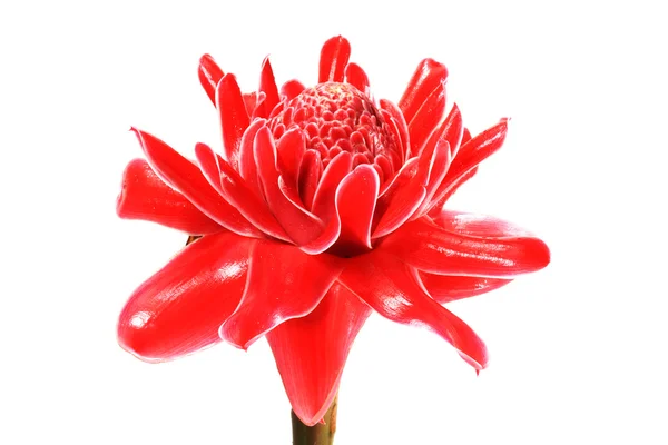 Flor vermelha de etlingera elatior — Fotografia de Stock