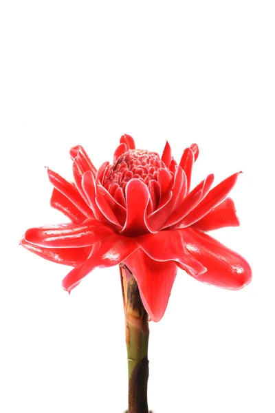 Flor roja de etlingera elatior — Foto de Stock