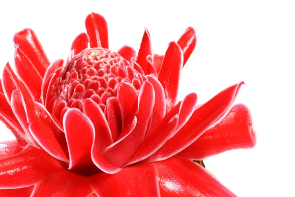 Rote Blume von etlingera elatior — Stockfoto