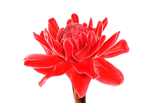 トーチ ジンジャーの赤い花 — ストック写真
