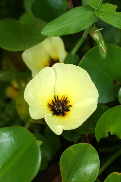 Water Poppy — Stockfoto