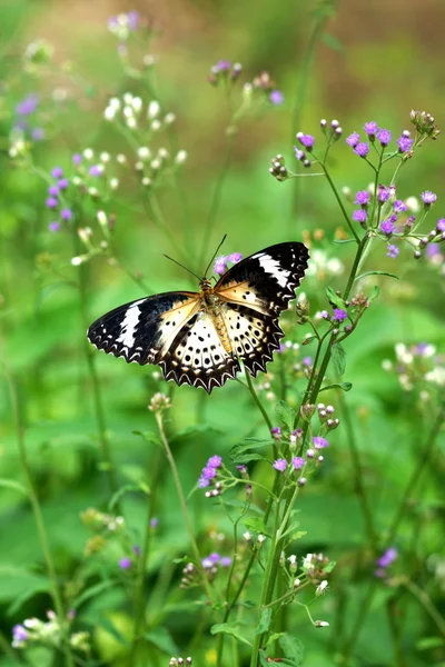 Mariposa y hierba de la flor — Foto de Stock