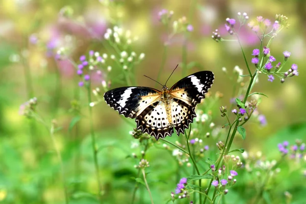 Papillon et herbe de fleur — Photo