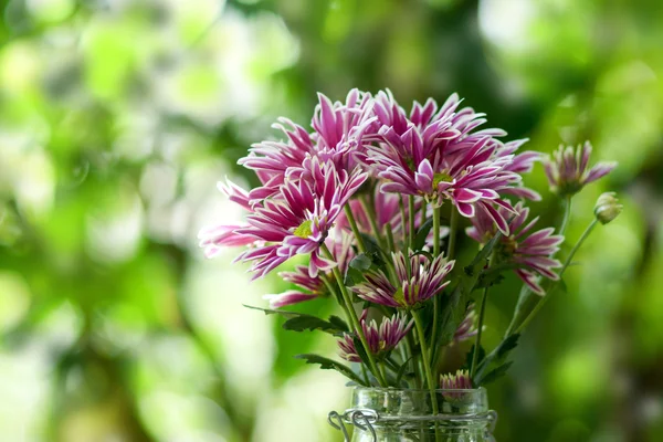 Closeup of purple Chrysanthemum flower — Stock Photo, Image