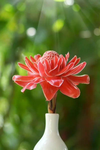 Flor vermelha de etlingera elatior — Fotografia de Stock