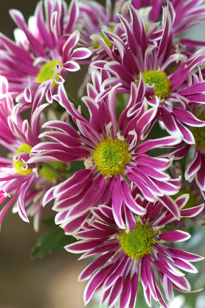 Primo piano di viola fiore di crisantemo — Foto Stock