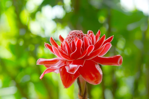 Красный цветок etlingera elatior — стоковое фото