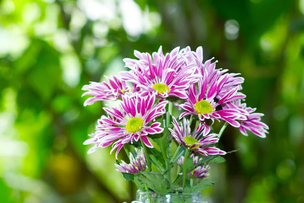Zbliżenie fioletowy kwiat chryzantemy — Zdjęcie stockowe