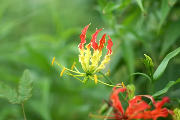 Fire lily, gloriosa lily — Stock fotografie