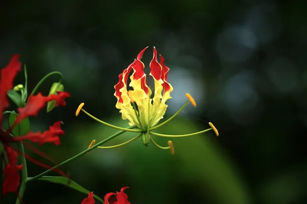 Fire lily, gloriosa lily