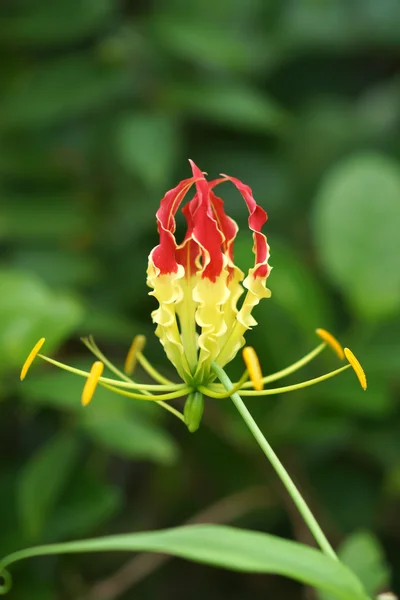 Fire lily, gloriosa lily — Stock fotografie