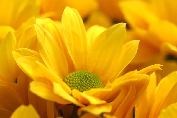 Gele chrysanten — Stockfoto