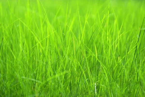 緑の背景にある緑の草 — ストック写真