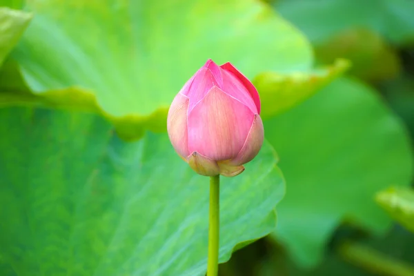 Roze lotus — Stockfoto