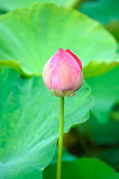 Pink lotus — Stock Photo, Image