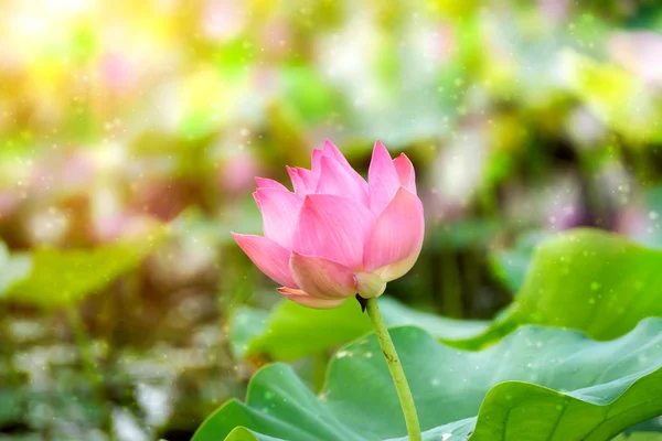 Lotus rose — Photo