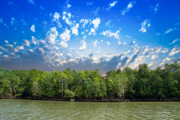 Foreste di mangrovie nella provincia di Krabi Thailandia — Foto Stock