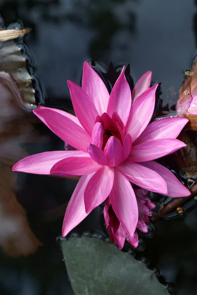 Roze water lily — Stockfoto