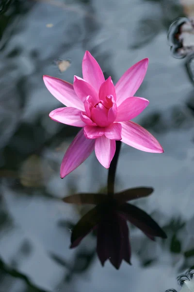 Rosa Seerose — Stockfoto