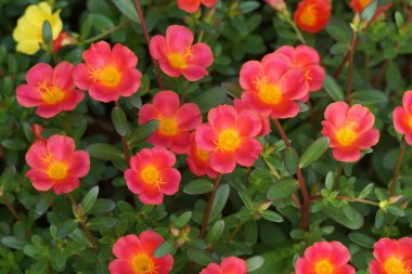 Portulaca flowers at the garden. clipart