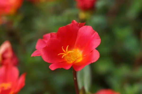 Portulaca blommor i trädgården. — Stockfoto