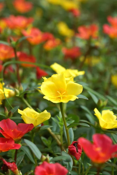 Portulaca fleurs au jardin . — Photo