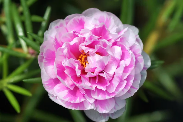 Portulaca flowers at the garden. — Stock Photo, Image