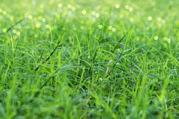 Grama verde e luz . — Fotografia de Stock