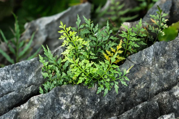 Fern lämnar — Stockfoto