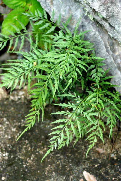 Foglie di felce — Foto Stock