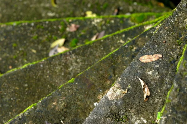 Musgo verde en las viejas escaleras . — Foto de Stock