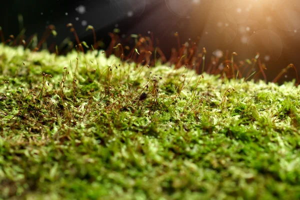 Макро фотографія з фоном із зеленого моху — стокове фото