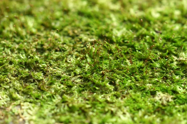 Macro photo with green moss background — Stock Photo, Image