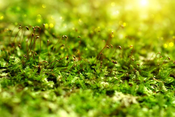 Macro photo with green moss background — Stock Photo, Image