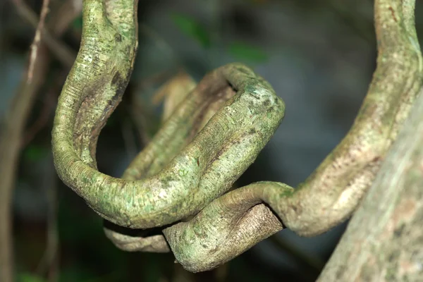 Big vine in forest — Stock Photo, Image