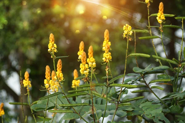 Spijsvertering kruiden naam Ringworm Bush. — Stockfoto