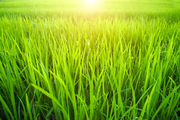 Green grass background texture. — Stock Photo, Image