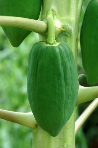 Papaya on the papaya tree — Stock Photo, Image