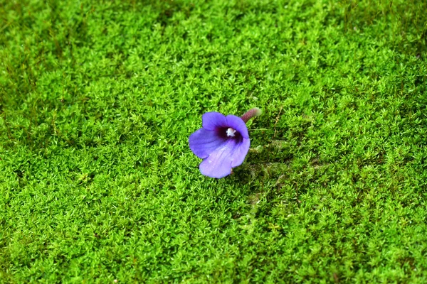 Фіолетові дикі квіти на моху . — стокове фото